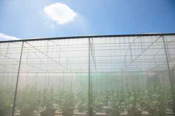 Naklejka premium Greenhouse for cultivating plant is made from nylon net which can protect fruit and vegetable plants from pest and insect, and is important for agriculture and food industries where is in rural area