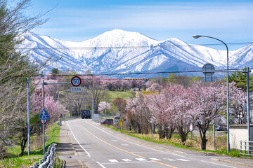 北海道の桜