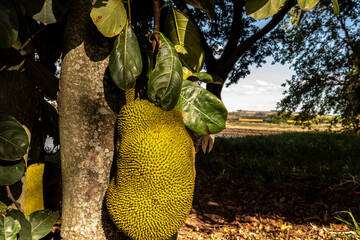 Jackfruits hanging in trees in a tropical fruit garden in Brazil
