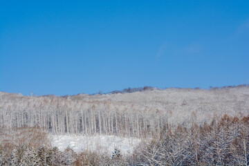 吹雪の後のカラマツ林と青空
