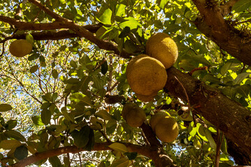 Jackfruits hanging in trees in a tropical fruit garden in Brazil