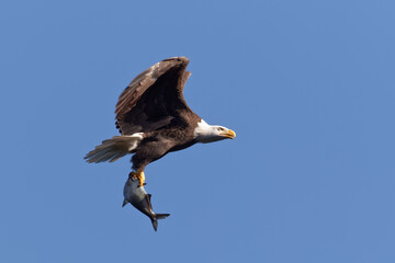 Bald Eagle Flying with a Fish