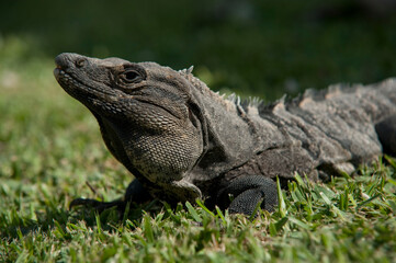 Close ups of huge reptiles from exotic places