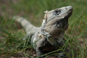 Close ups of huge reptiles from exotic places