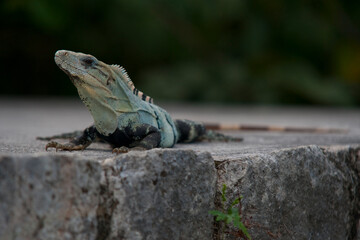 Close ups of huge reptiles from exotic places