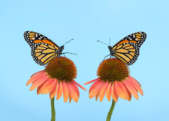 Two monarch butterflies face to face on cone flowers facing towards each other, one butterfly with leg extended as if reaching for the other. Light blue background with copy space.