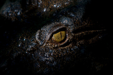 Close ups of huge reptiles from exotic places