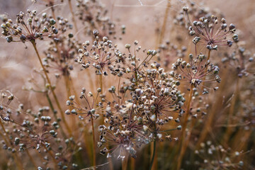 Obraz premium Magical dead plants