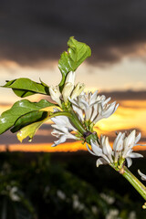 Coffee tree blossom with white color flowers with selective focus in Sao Paulo state, Brazil