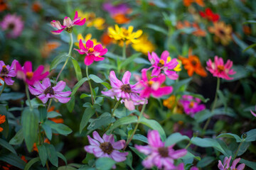 Fototapeta premium pink and yellow flowers