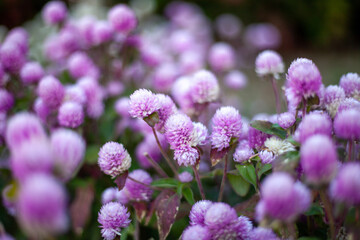 close up of lavender