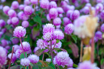 flowers in the garden