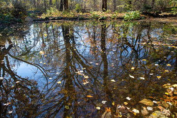 The Azalea Pond in the Ramble inside Central Park, New York City