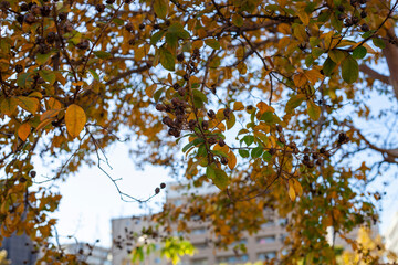 autumn leaves in the sky