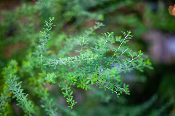 fern in the forest