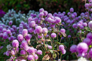 Obraz premium purple crocus flowers