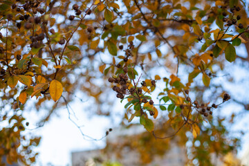 yellow autumn leaves