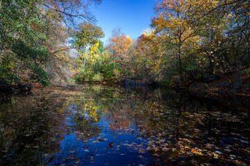Fototapeta na wymiar Trees reflect off Bank Rock Bay in Central Park, New York City