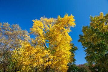 Fototapeta premium Colorful trees in the Sheep Meadow in Central Park, New York City
