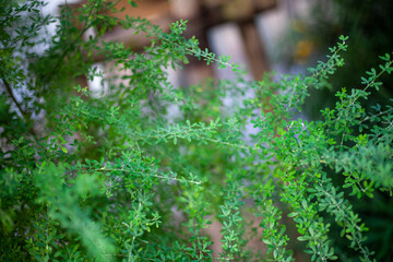 Obraz premium green moss in the forest