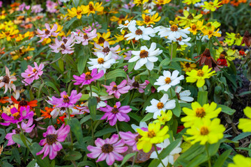 Naklejka premium flowers in the garden