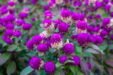 flowers in the garden