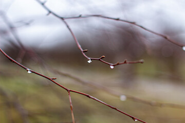 Water drops after rain on tree branches with a blurred background.