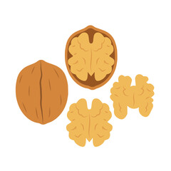 Fresh Walnut. Walnut tree. Illustration
