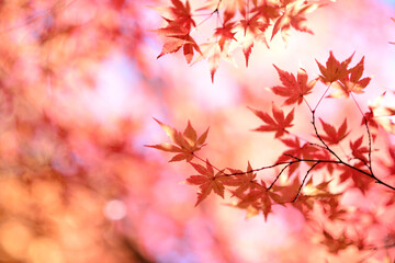 Naklejka na ściany i meble The autumn leaves in Japan are so beautiful.
