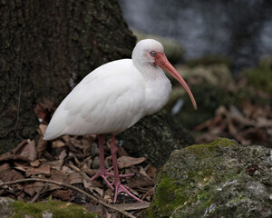 White Ibis stock photo. White Ibis close-up profile view by the water with blur background displaying white feathers plumage, body, head, eye, in its environment and habitat. Portrait. Image. Picture.