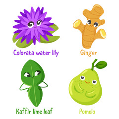 Cute herb character(Colorata Water Lily, Ginger, Kaffir lime leaf and pomelo) isolated on white background : Vector Illustration