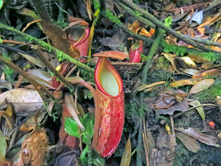 Insect eater plants grow in their habitat in a mountain. 