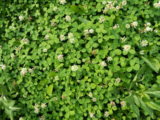 lots of green clover leaves top view