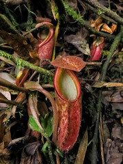 Insect eater plants grow in their habitat in a mountain. 