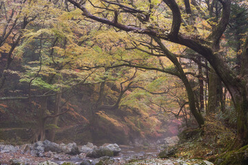A river flows through the valley. Autumn landscape. Shot in Odamiyama, Ehime, Japan. Ishizuchi Quasi-National Park.