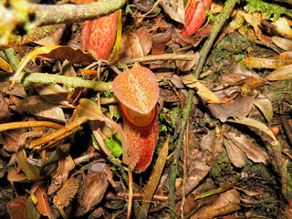 Insect eater plants grow in their habitat in a mountain. 