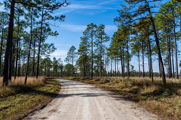 Gravel Road through Long Leaf Pine Savannah Forest