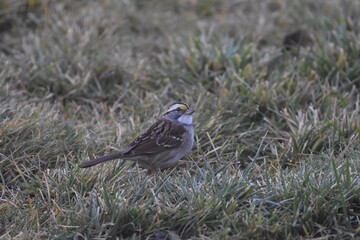 White-throated Sparrow enjoying seed in the grass