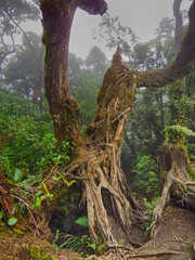 Branches of ld trees in the forest lead the way to the inner part of the forest