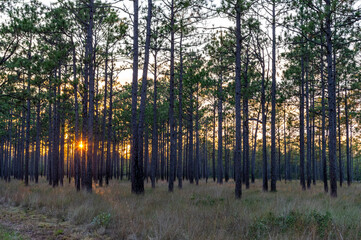 Long Leaf Pine Savannah Sunset Sky through Trees on Left