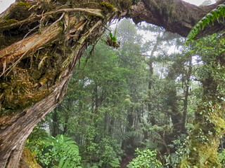 Branches of ld trees in the forest lead the way to the inner part of the forest