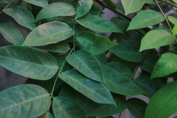 Obraz premium star fruit leaves natural photoshoot 