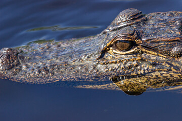 Crocodile lurking in Florida swamp