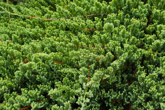 Juniperus horizontalis is called creeping juniper or creeping ceda.