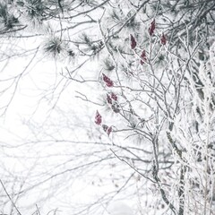 winter in the forest