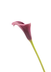 one purple calla lily on green stem isolated on white background