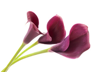 three purple calla lilies on green stem isolated on white background, macre photo
