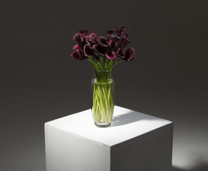 bunch of flowers purple calla lilies in vase on white cube on dark background