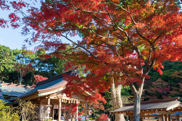 竈門神社の紅葉