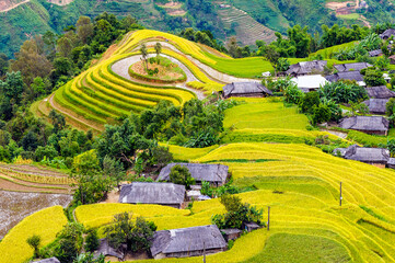 Landscape of terraced rice paddy on harvesting season in Ha Giang province, Viet Nam.